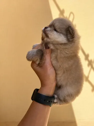 Spitz Alemão Anão (Lulu da Pomerânia)