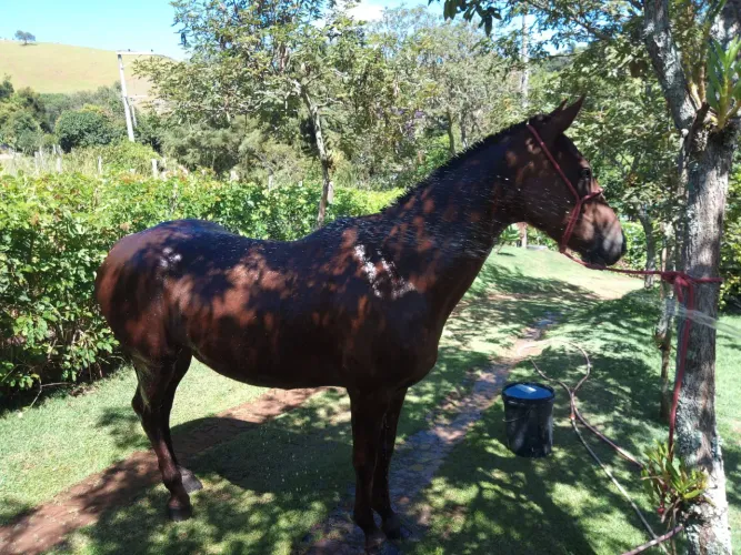 Égua top!! Boa de sela e charrete!!Animal de presença!!Parcelo em até 12 X no cartão
