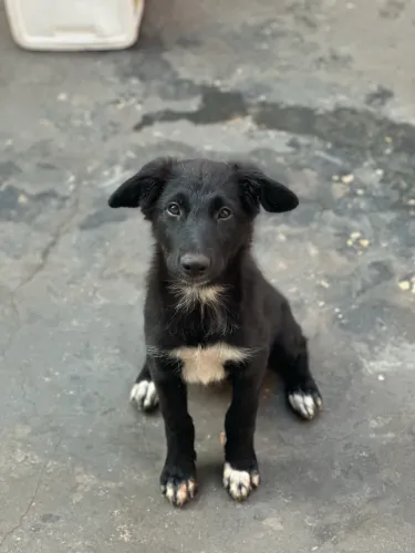 Border collie fêmea 