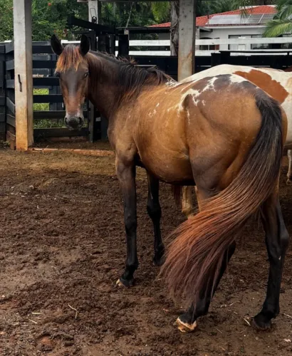 Cavalo
