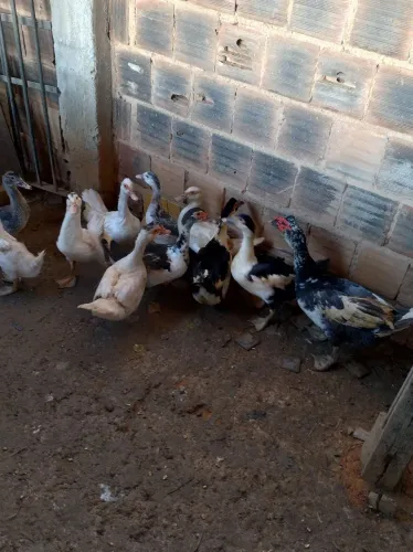 Pato e Patas 