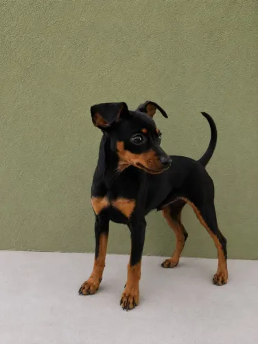 Filhote de pinscher puro