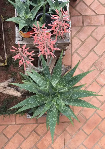 Babosa ornamental/medicinal - pote 