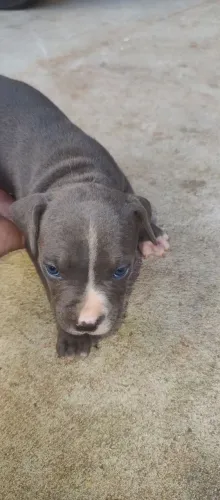 Filhote de pitbull com 35 dias de nascido valor r$ 250 filhote macho 