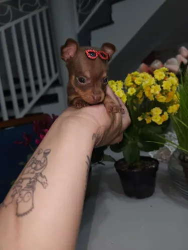 Pinscher machos zero