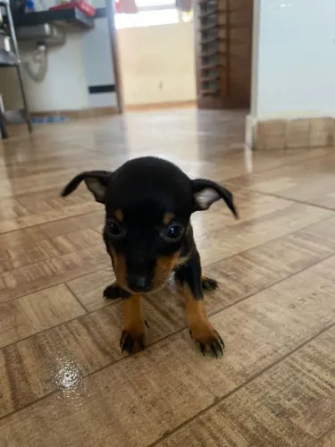 PINSCHER 1 PRA VENDER
