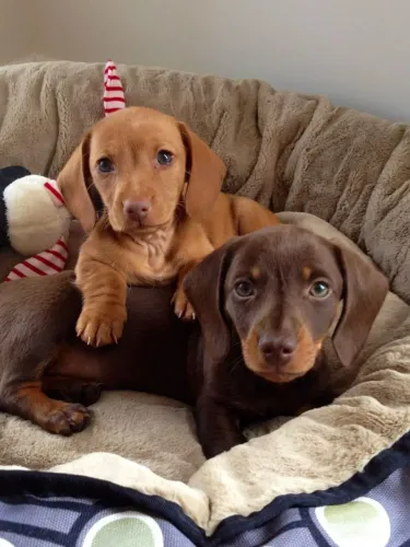 Filhotes Apaixonantes à Sua Espera dachshund teckel macho chocolate