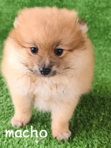 Lulu Pomerânia