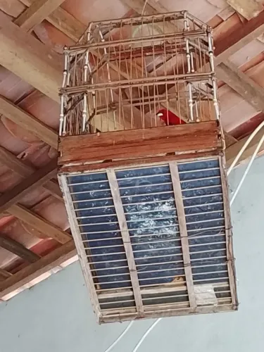 Gaiola vermelha 