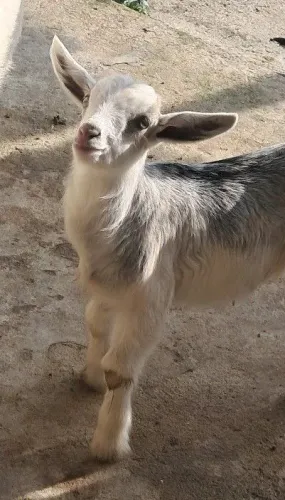 Bodinho