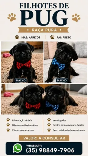 Filhotes de Pug