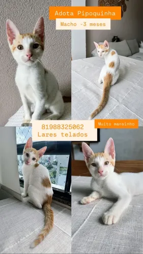 Filhotes lindos e mansos disponíveis para adoção