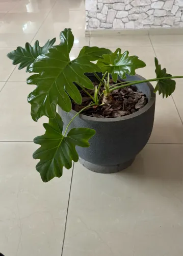 Planta guaimbé com vaso pvc