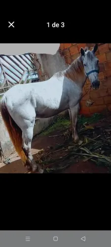 Vendo essa égua