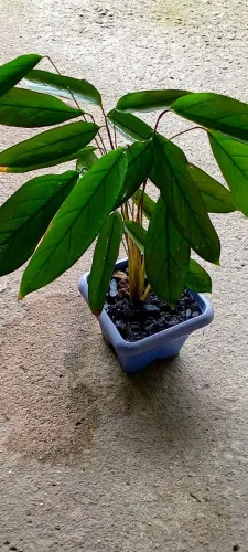 Maranta cinza