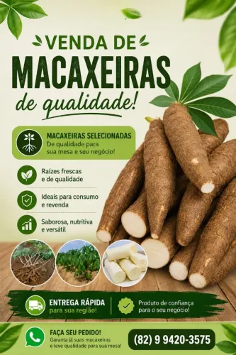 Macaxeira