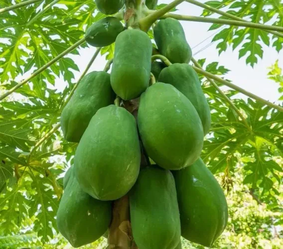 Semente de mamão papaya
