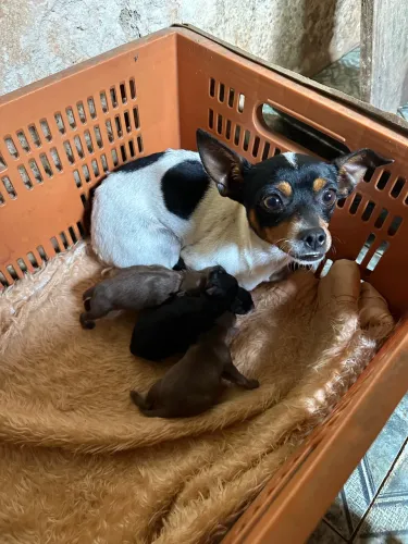 Filhotes de Pinscher numero 0 micro fêmea cor chocolate e preto canela