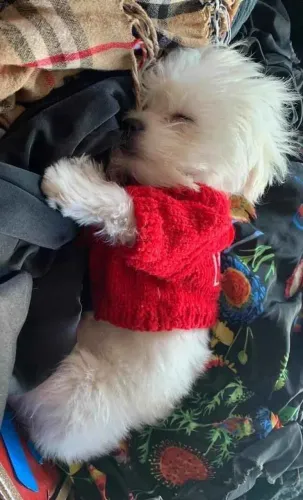 Filhote maltês, Um pacotinho de amor e travessuras te espera!
