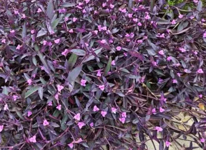 VENDO MUDAS DE CORAÇÃO ROXO
