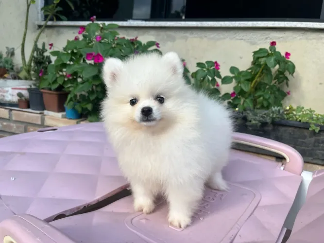 Lulu da pomerania