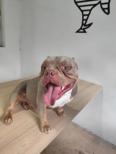 American Bully 