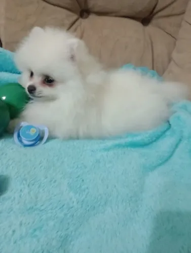 Spitz alemão Anão macho com 90 Dias em 10x de $280