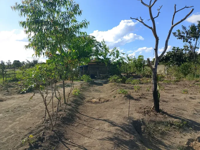 Vendo chácara toda formada  localizada na marajó go