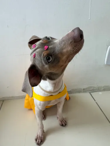 Doa-se Fox Paulistinha Fêmea (8 meses)