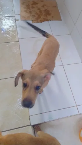 Filhote de cachorro
