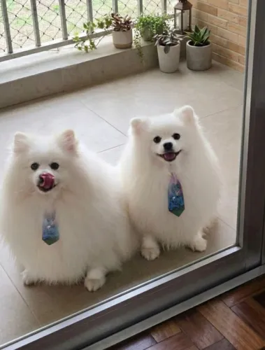 Doação de 2 lulus machos 
