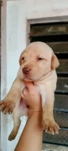 Labrador