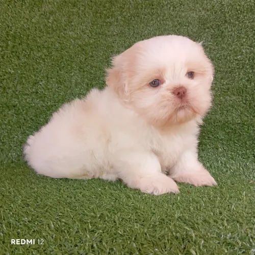 Shihtzu macho
