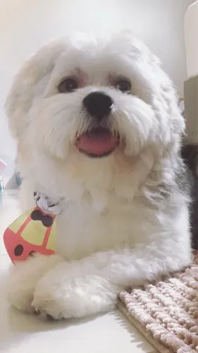 Doação de Shih Tzu