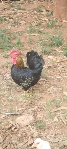 Galo Garnizé e Galinha da Raça Nagasaki 