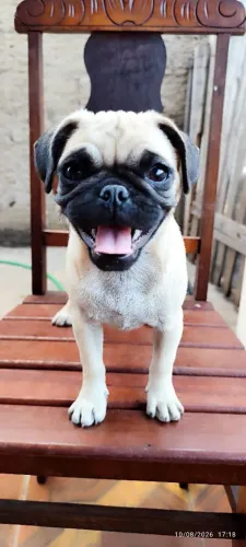 Vendo filhotes de Pug