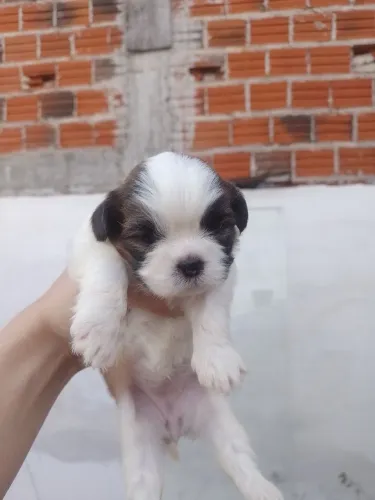 Cachorro shitzu original pedigree