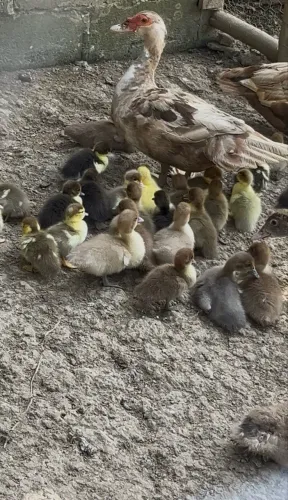 Patinhos 