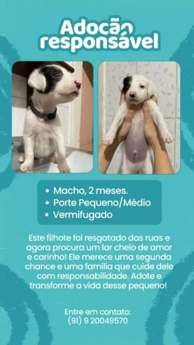Adoção responsável