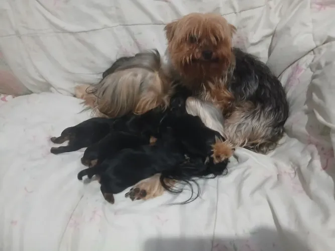 Vendo lindos filhotes de Yorkshire 
