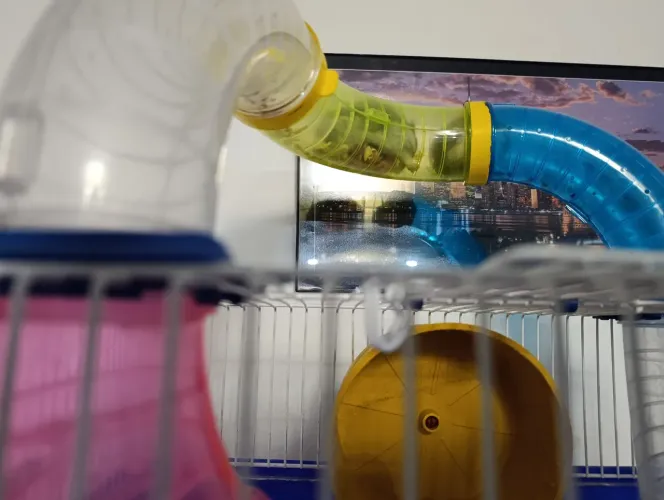 Hamster vende se filhotes
