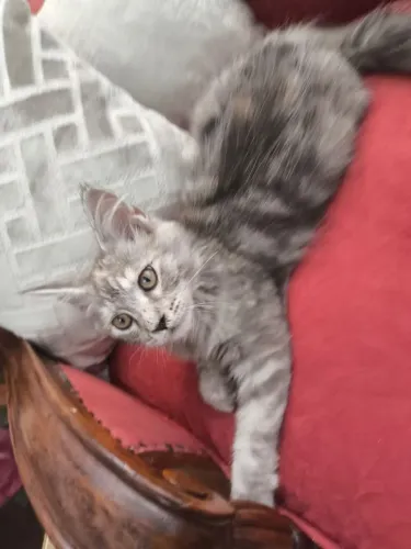 Fêmea de Maine Coon