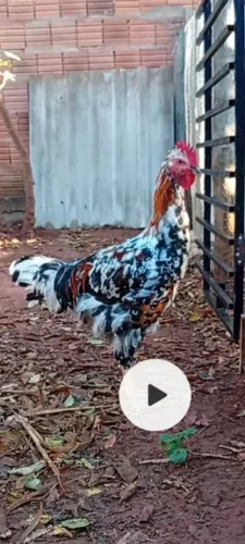 Frango sertanejo balão 