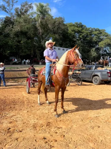 Cavalo mangalarga paulista 