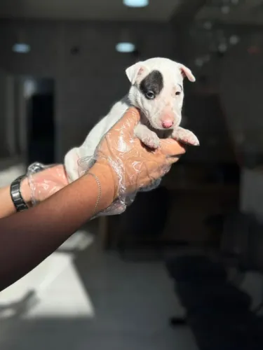 Bull Terrier Fêmea Pirata | Linda, Carinhosa e Muito Especial