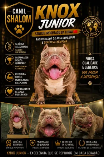 Fêmea de american bully lilac filha do Knox Júnior 