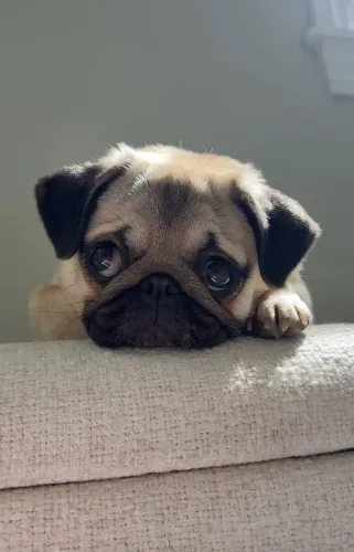 Pug Um filhote cheio de vida esperando um colo seguro