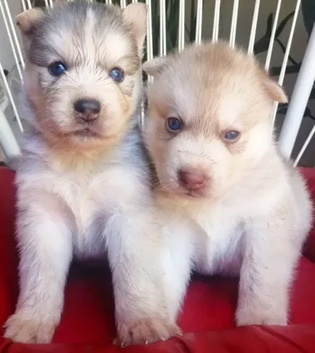 Husky Siberiano,Husky Siberiano Filhote Disponível Entrega Facilitada