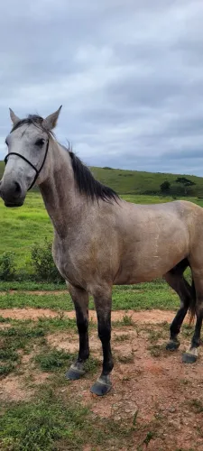 Cavalo Quarto de Milha (Aceito troca por carretinha)