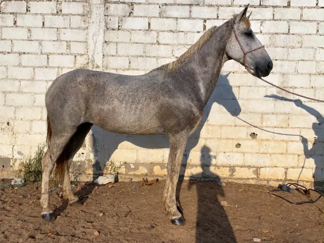 Cavalos